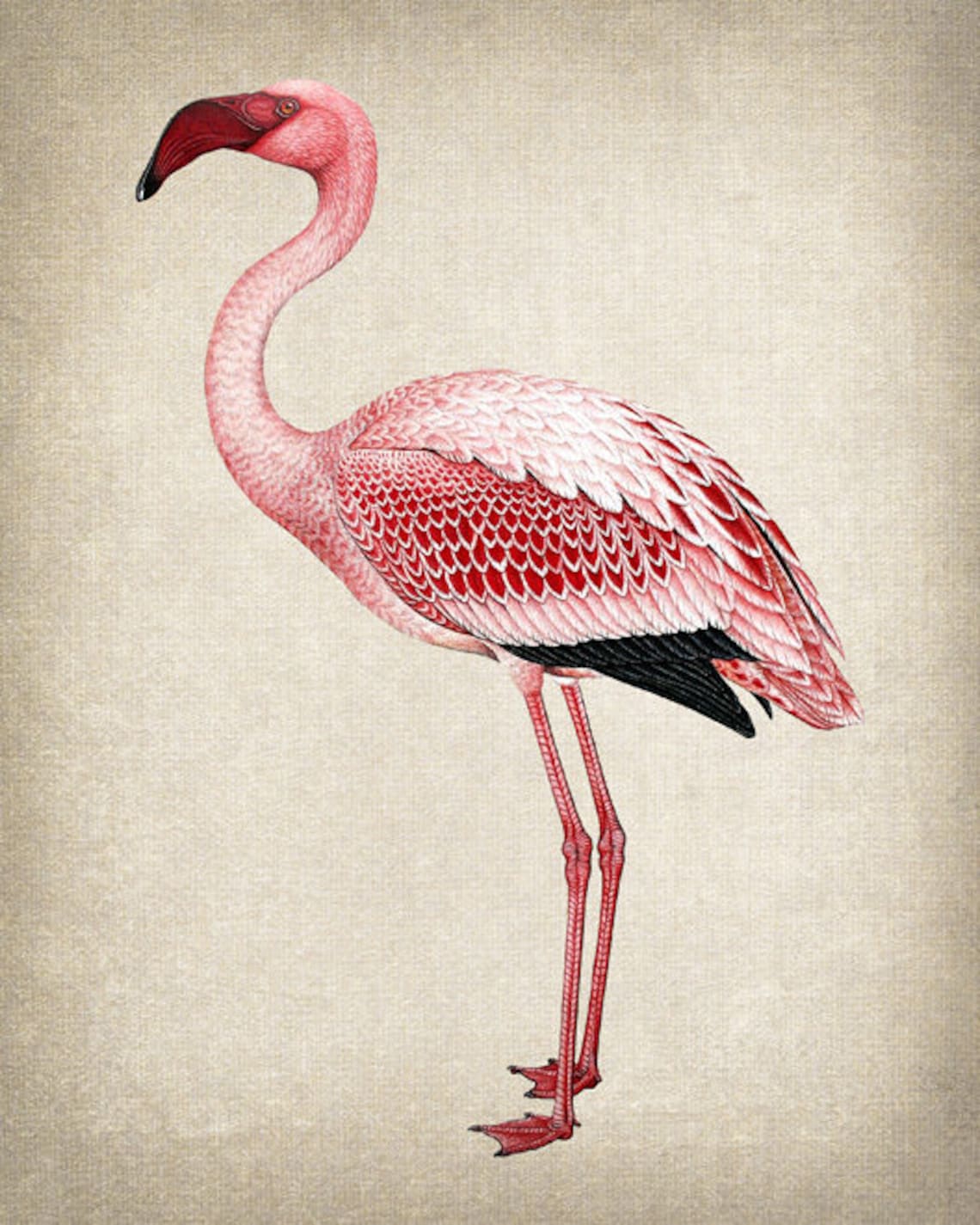 Pink Flamingo Standing Vintage Natural History Illustration Print - Image 2
