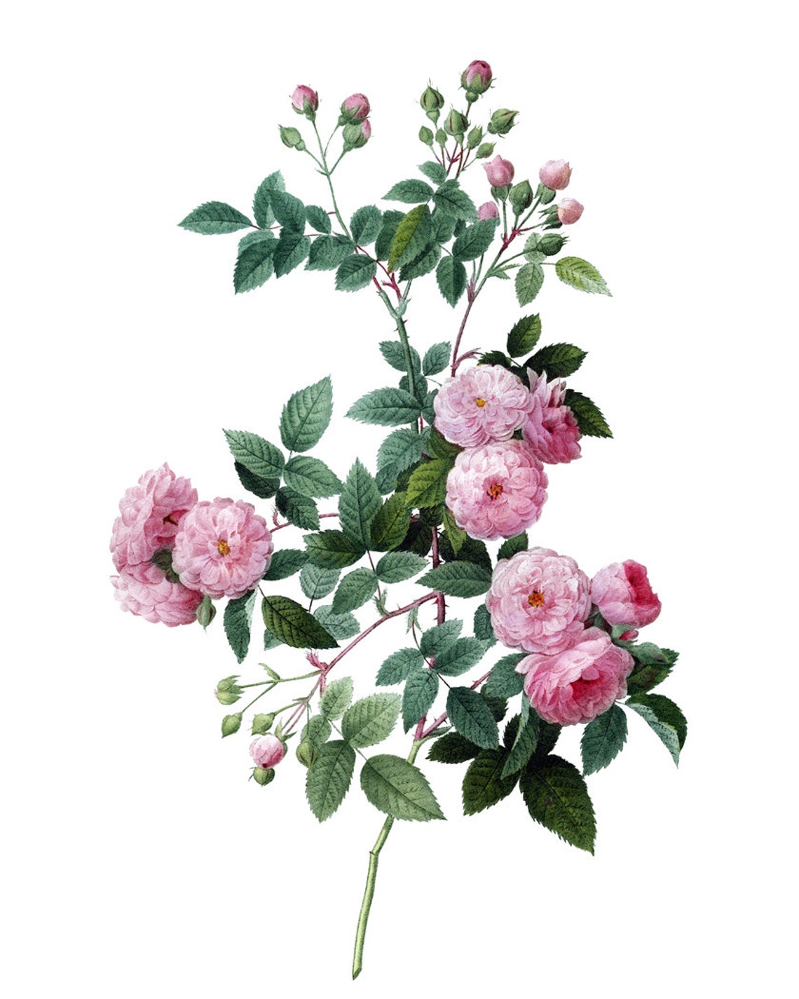 Pink Roses Antique Botanical Illustration Vintage Rose Poster - Image 2