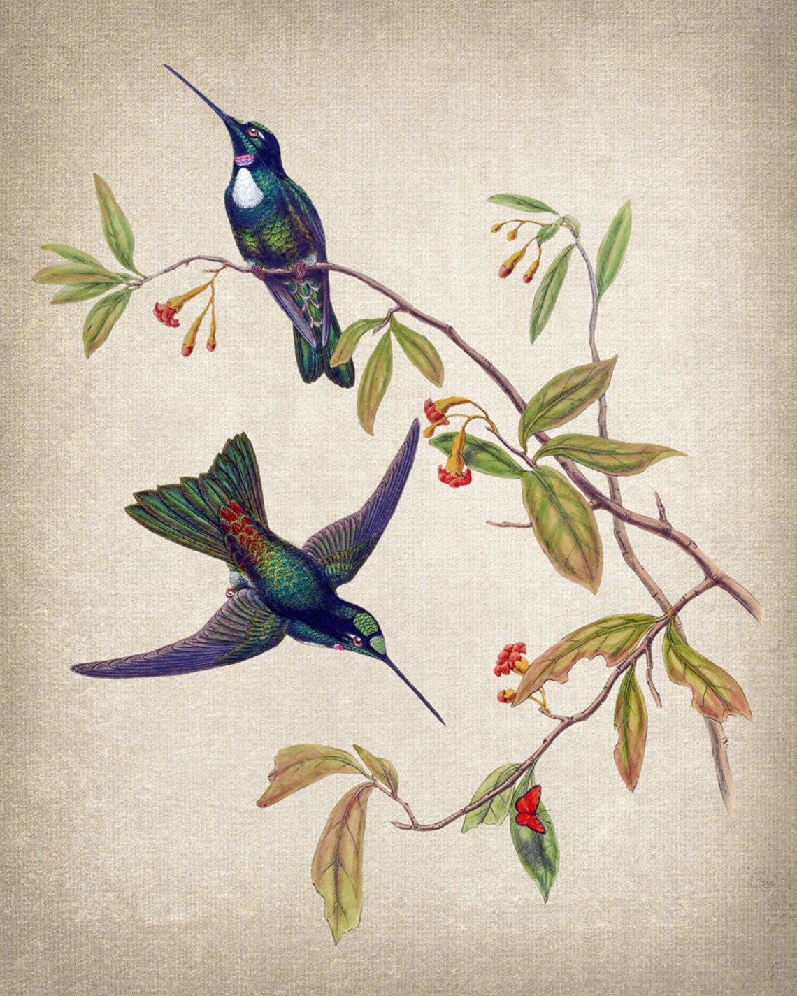 Antique Hummingbird Pair Botanical Illustration Bird Poster Decor - Image 2