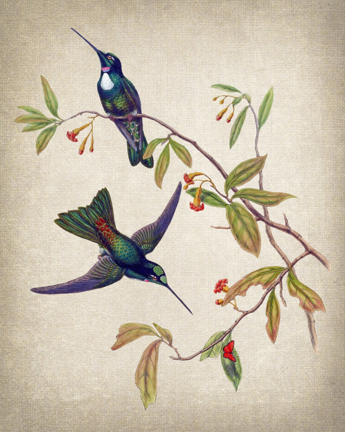 Hummingbird Art Travies Inca Vintage Illustration, Art Print - Image 2