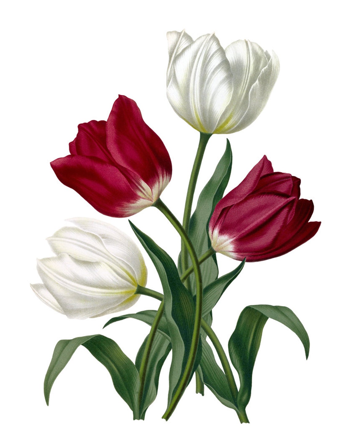 Red and White Tulips Vintage Botanical Illustration Flower Poster - Image 2