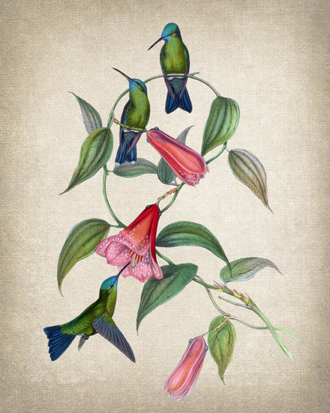 Antique Hummingbird Trio Red Trumpet Flowers Botanical Bird Poster - Image 2