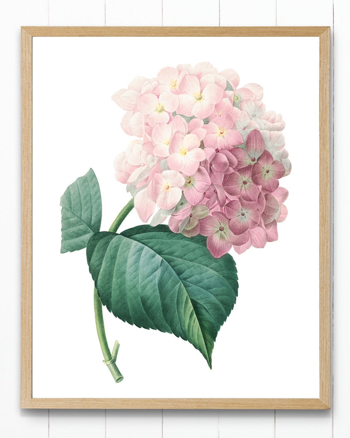 Pink Hydrangea Bloom Vintage Botanical Illustration Flower Poster - Image 4