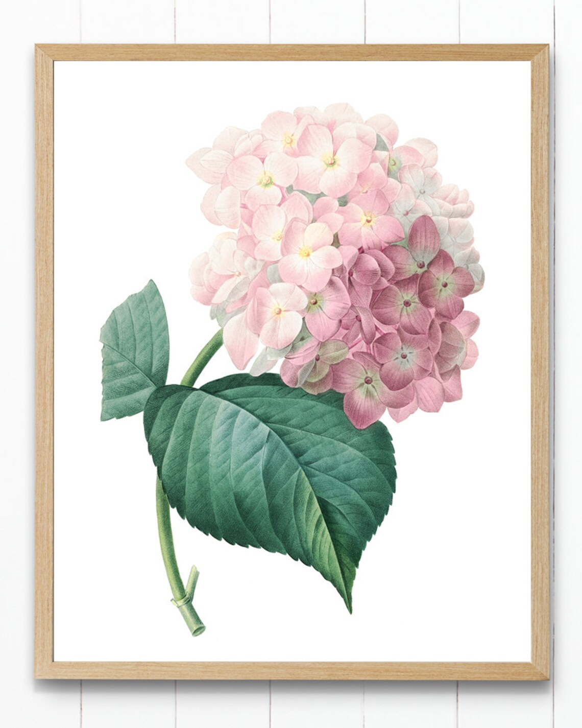 Pink Hydrangea Vintage Flower Illustration Art Print - Image 4