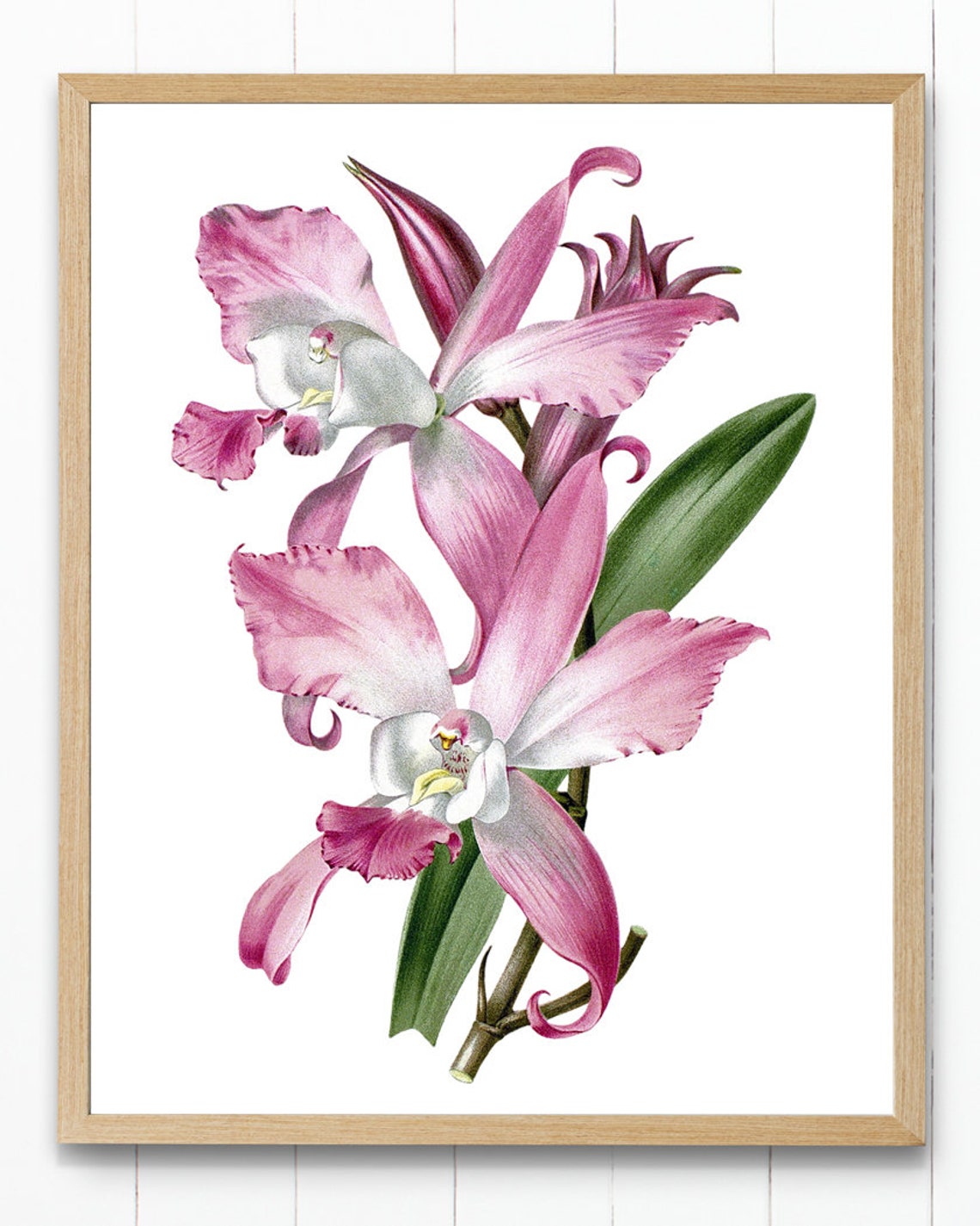 Pink Orchid Blossoms Vintage Botanical Illustration Art Poster - Image 3