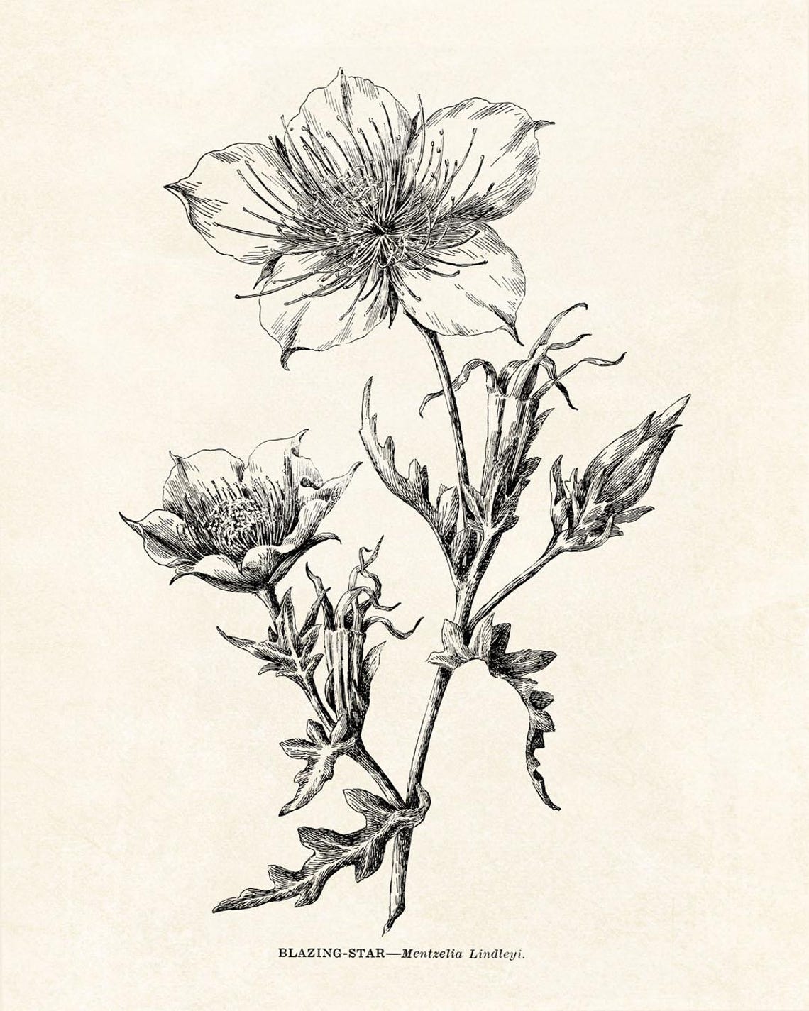 Blazing Star Mentzelia Lindleyi Vintage Botanical Line Art Poster - Image 2
