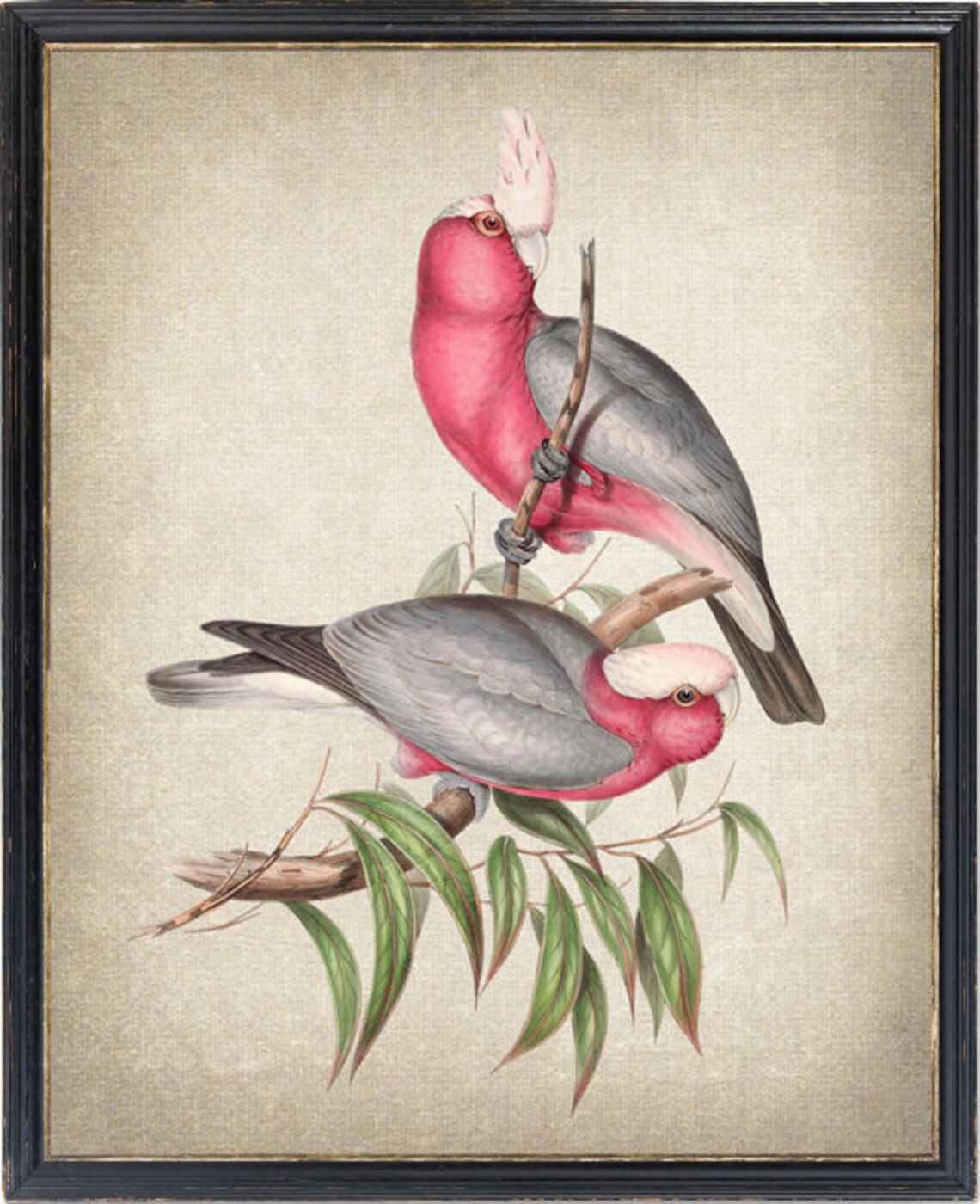 Rose-Breasted Cockatoo Vintage Parrot Art Print