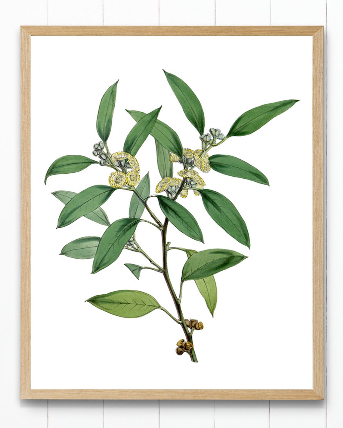 Eucalyptus Branch Yellow Blossoms Vintage Botanical Art Print - Image 3