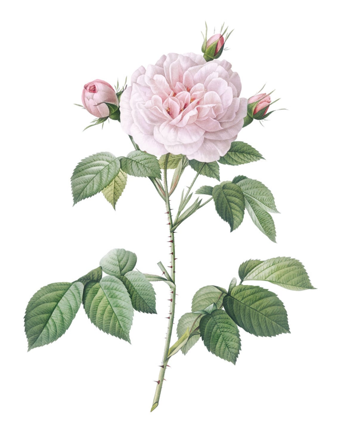 Blush Pink Rose by P.J. Redoute, Vintage Art Print - Image 2