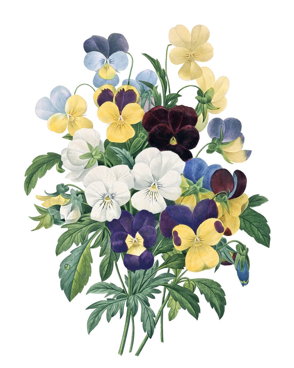 Pansy Bouquet Antique Botanical Illustration Vintage Flower Poster - Image 2