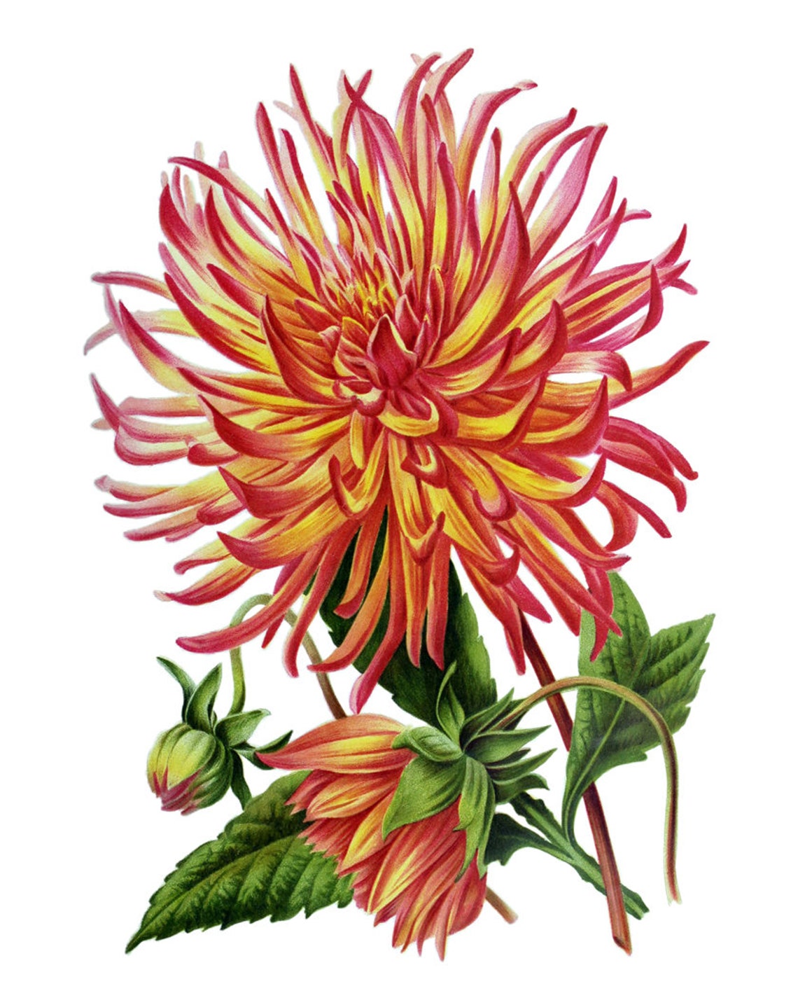 Red and Yellow Cactus Dahlia Vintage Botanical Flower Poster - Image 2