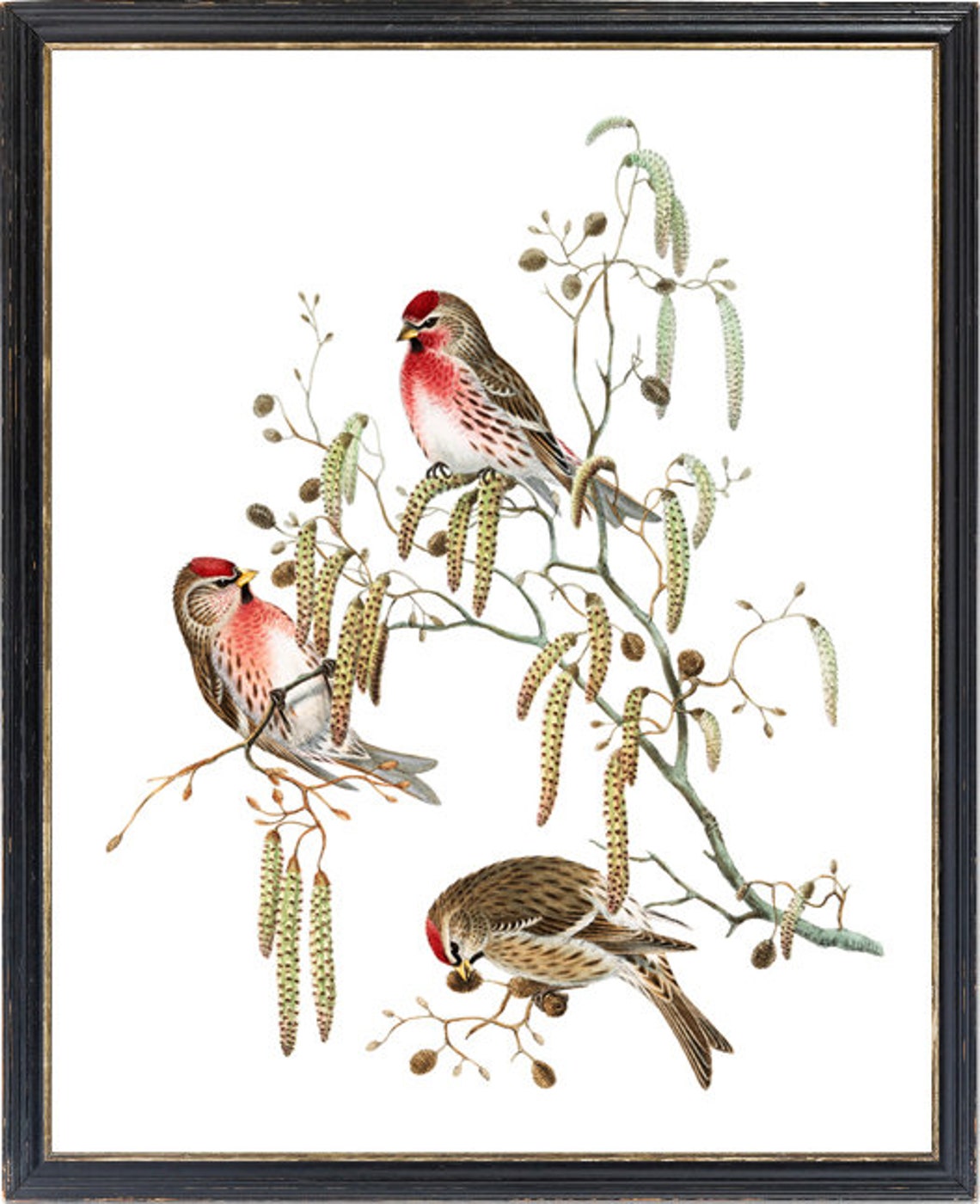 Common Redpoll Trio on Catkins Vintage Bird Illustration Print - Image 3