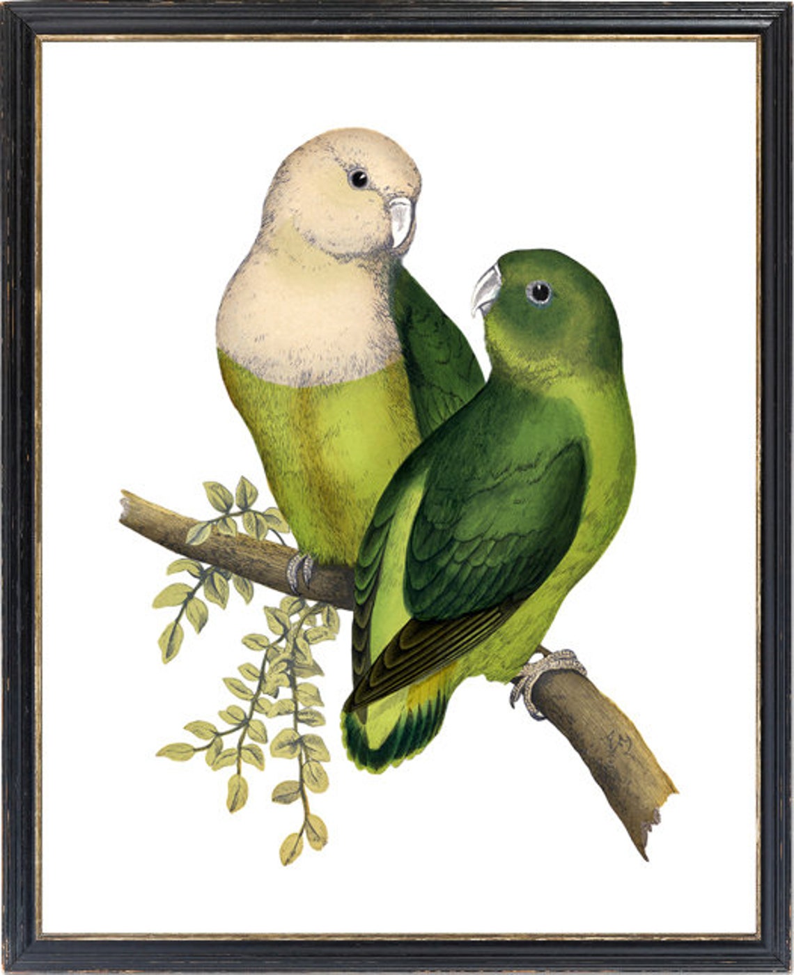 Madagascar Lovebird Pair Vintage Illustration Green Parrots Poster - Image 3