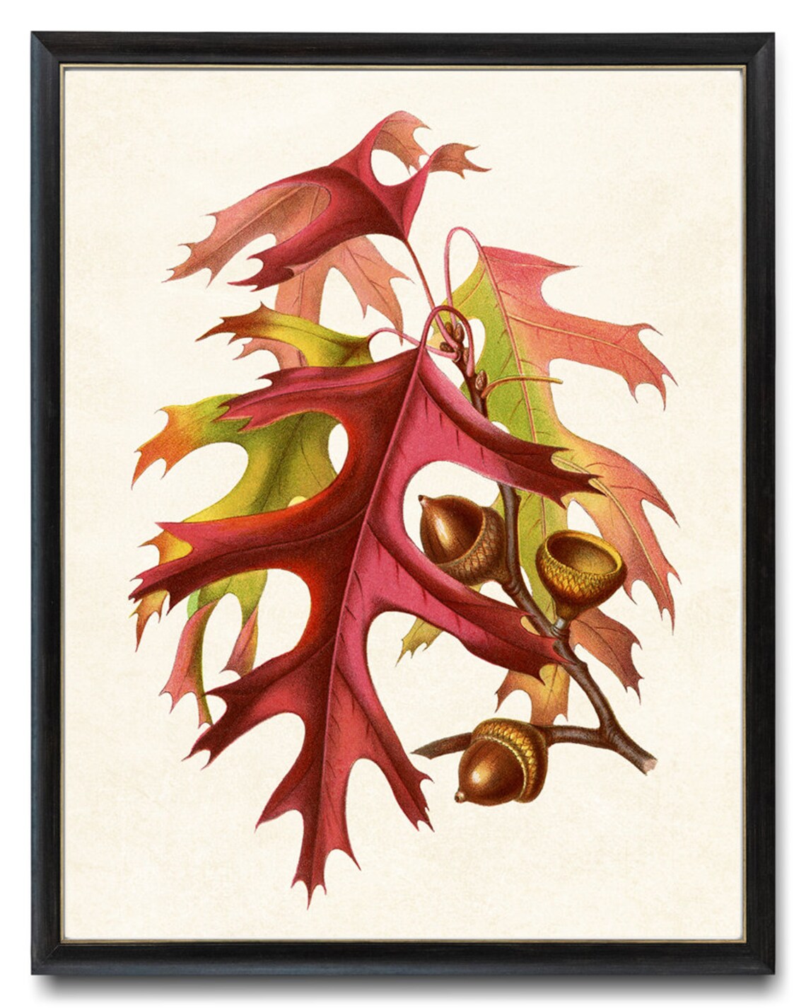 Autumn Leaves and Acorns Vintage Illustration Art Print - Image 4