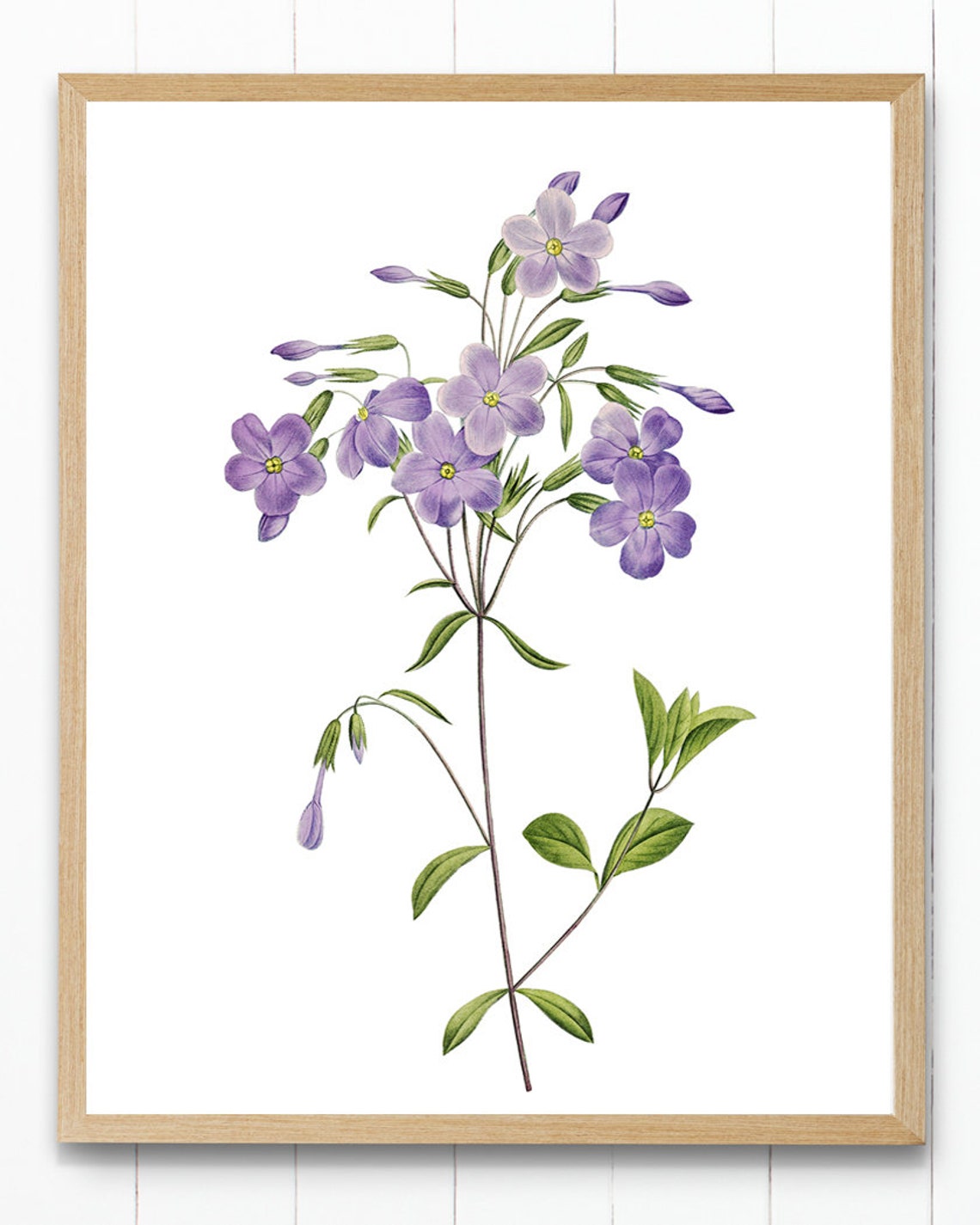 Lavender Purple Phlox Blossoms Vintage Botanical Flower Poster - Image 4