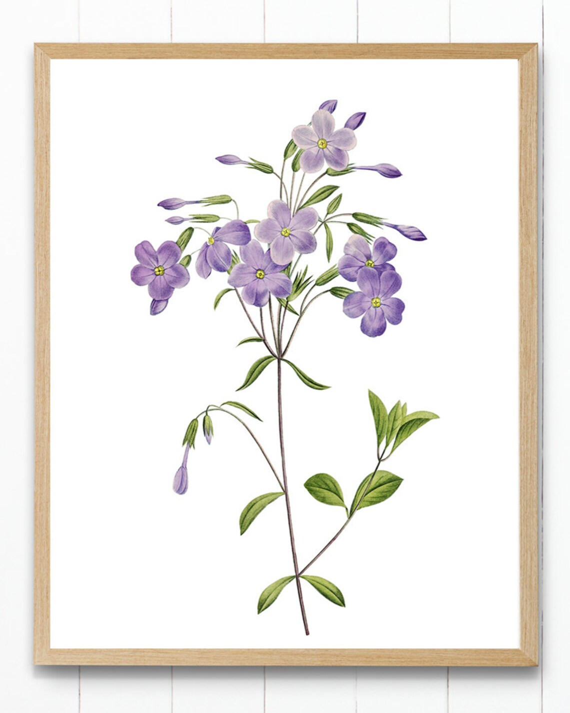 Lavender Purple Phlox Vintage Botanical Art Print - Image 2