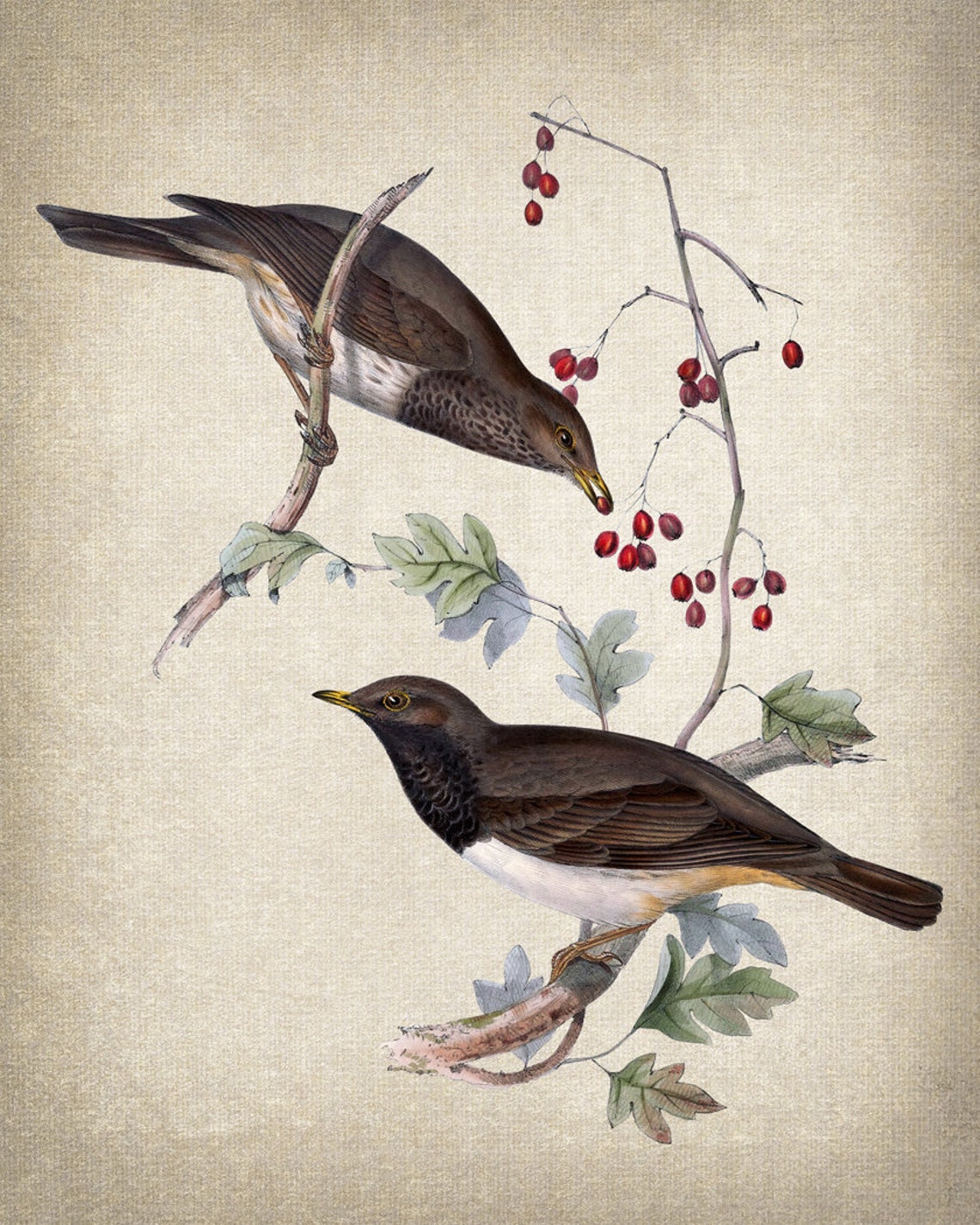 Vintage Songbird Pair Red Berries Antique Bird Illustration Poster - Image 2