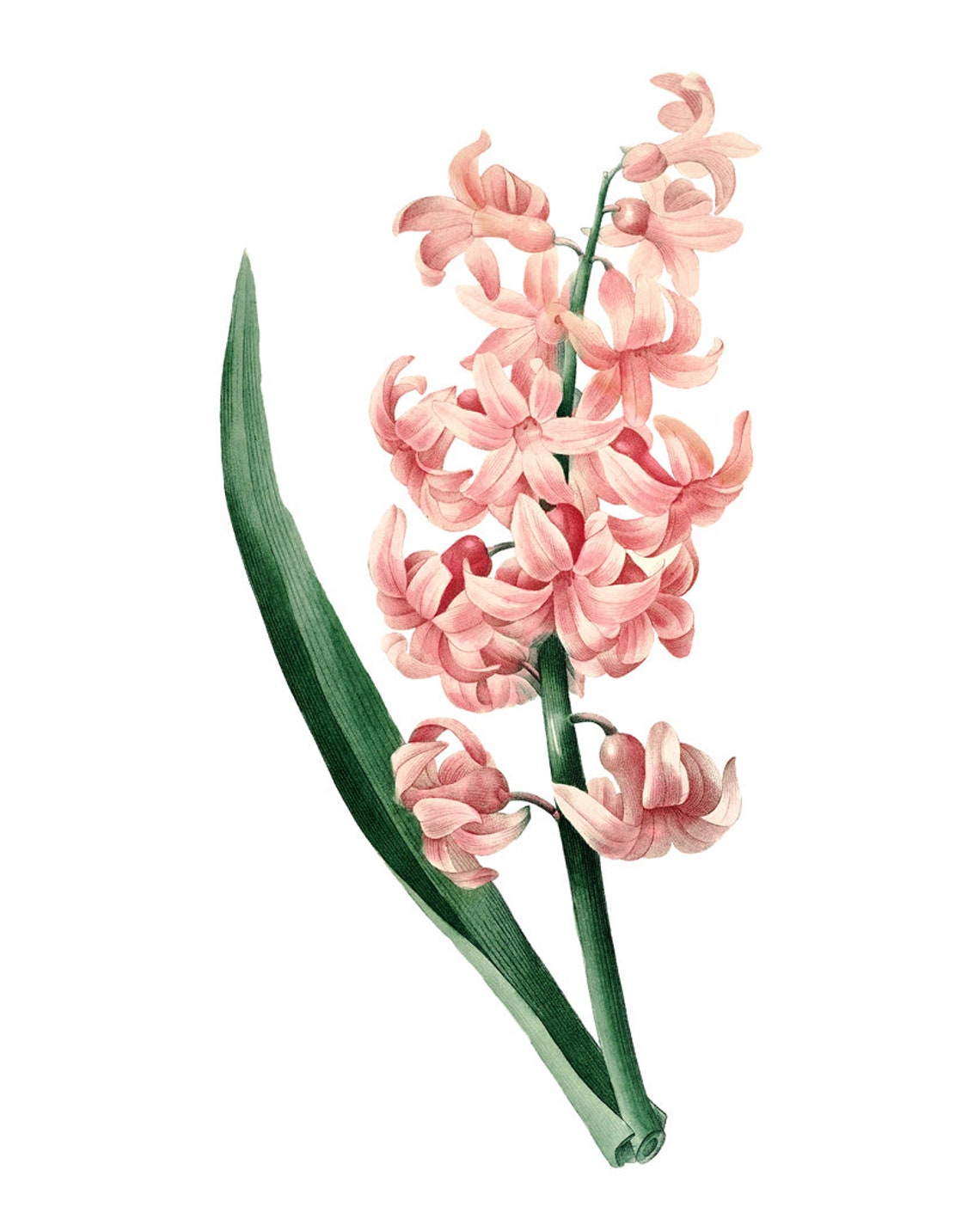 Pink Hyacinth Spike Antique Botanical Illustration Flower Poster - Image 2