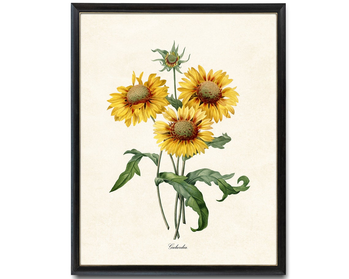 Yellow Gaillardia Blanket Flower Vintage Botanical Illustration Poster - Image 4