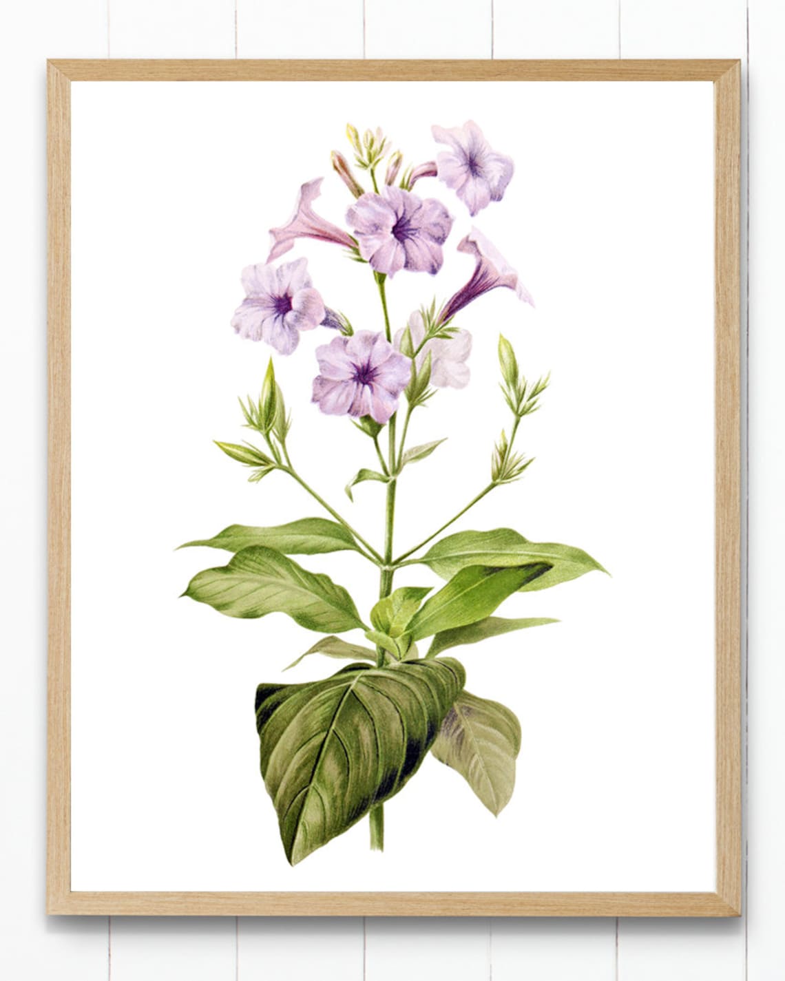 Wild Petunia Vintage Flower Illustration Art Print - Image 2