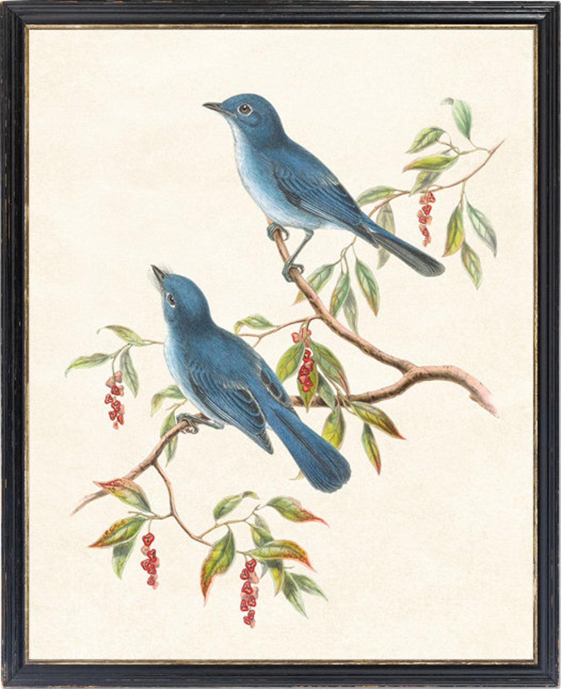 Vintage Blue Flycatcher Pair Antique Bird Illustration Poster - Image 4