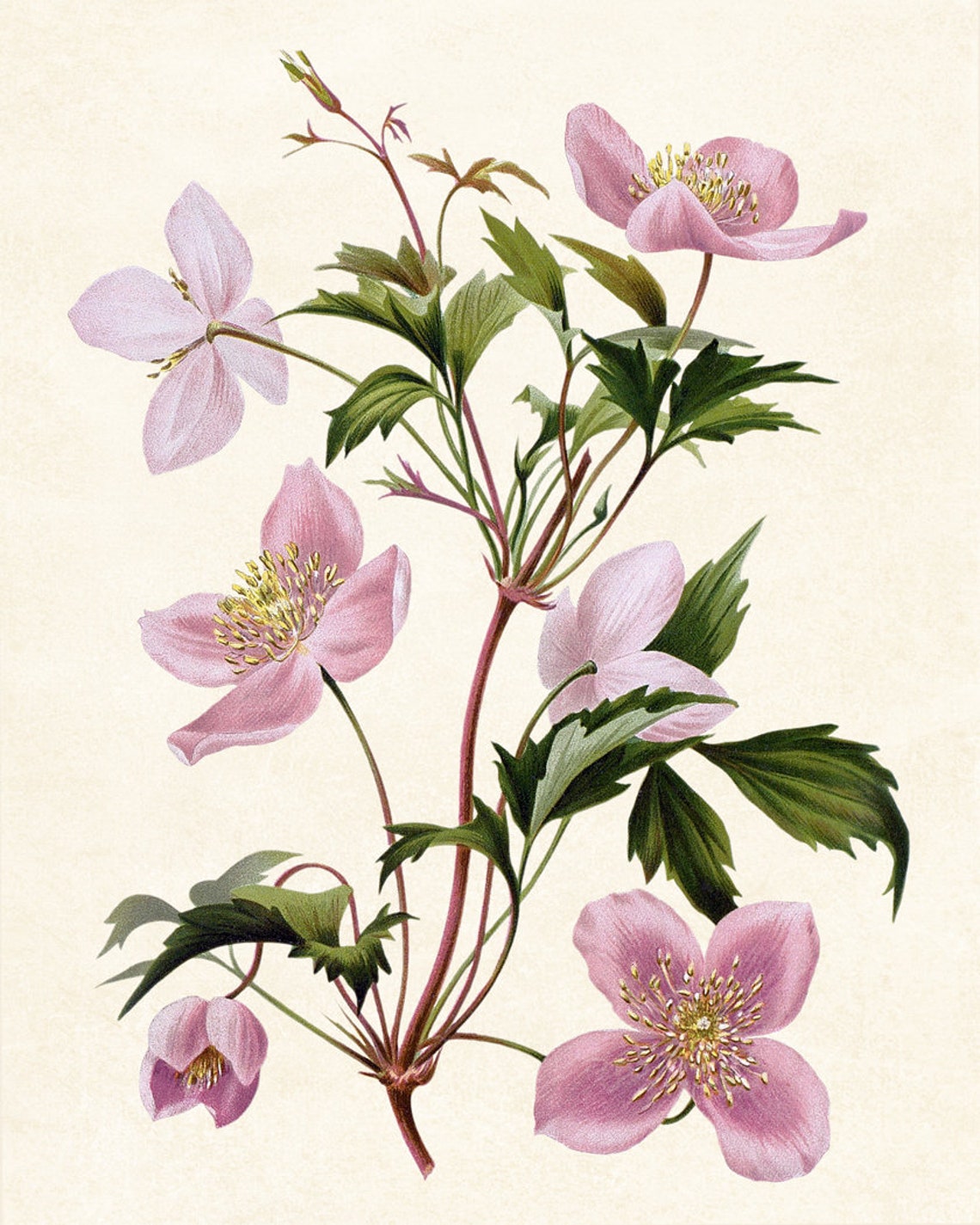 Pink Clematis Blossoms Vintage Botanical Illustration Flower Poster - Image 3