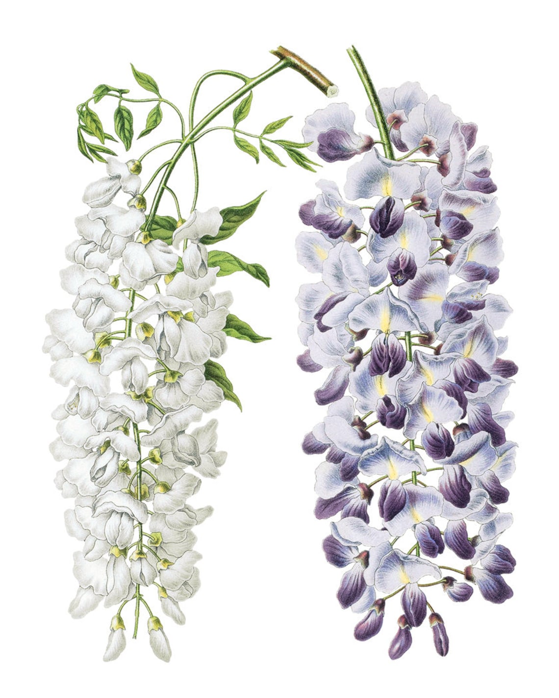White And Purple Wisteria Vintage Botanical Floral Illustration Poster - Image 2