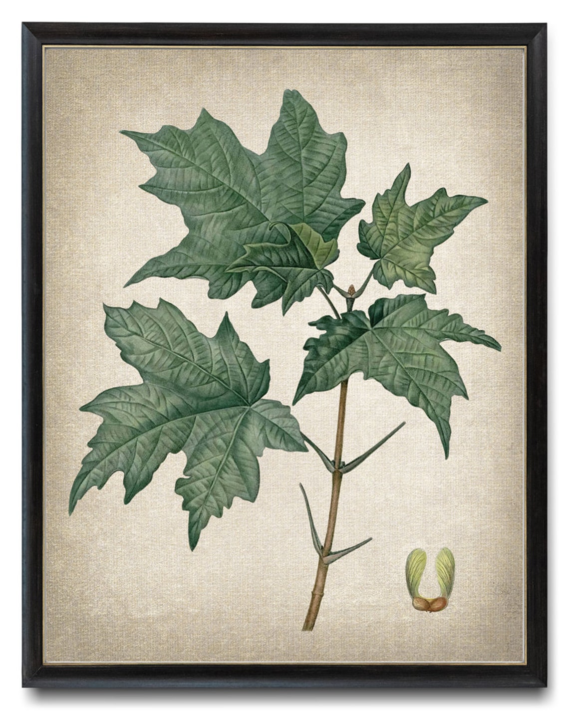 Vintage Green Maple Leaves Seed Botanical Illustration Poster