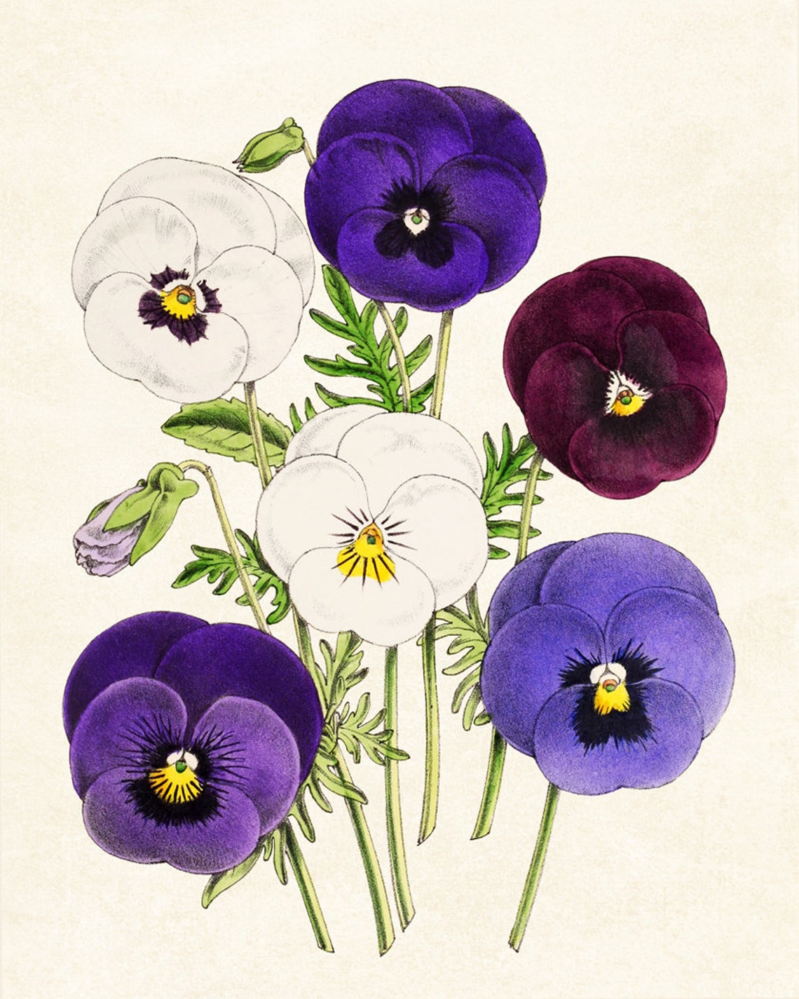 Purple White and Burgundy Pansy Flowers Vintage Botanical Poster Art - Image 4