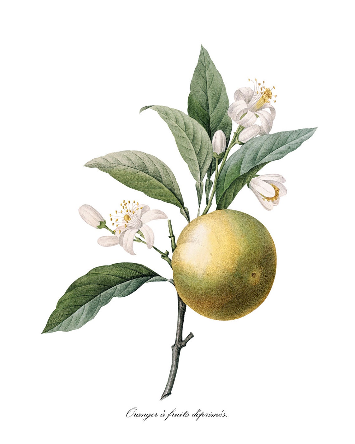 Orange Botanical Pj Redoute Art Oranger Antique Illustration Citrus Fruit Print Kitchen Wall Art - Image 3