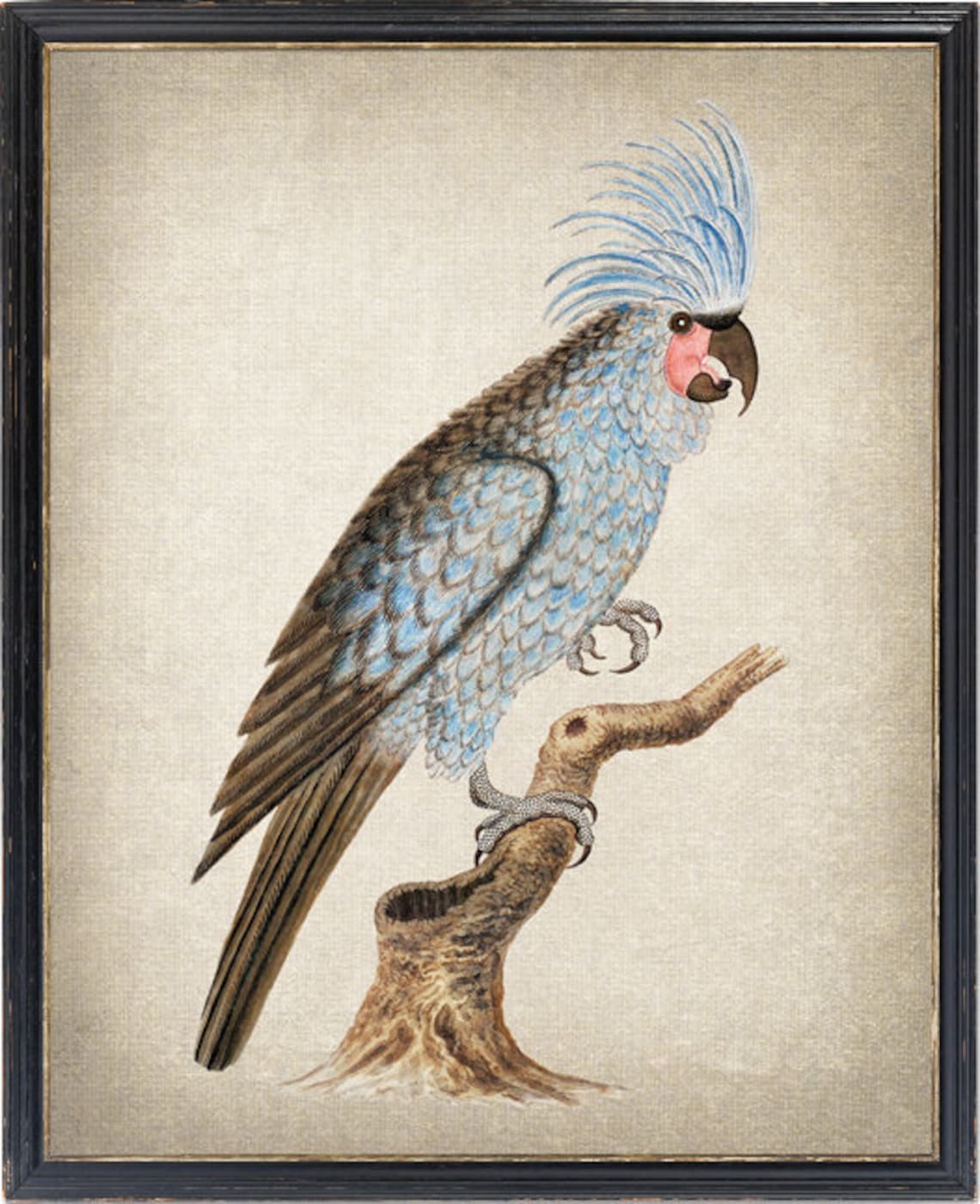 Palm Cockatoo Parrot Antique Tropical Bird Illustration Poster