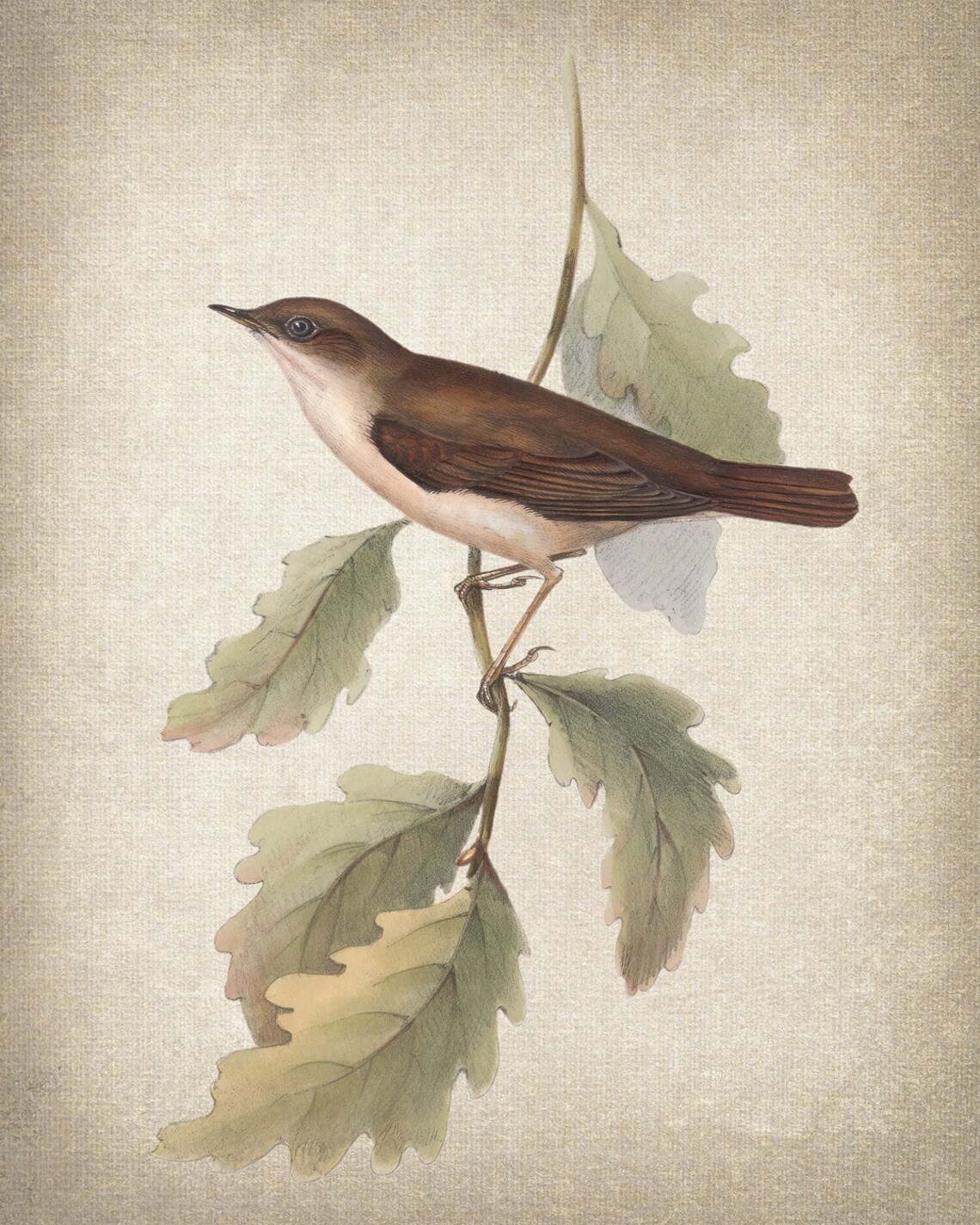 Nightingale Bird Vintage Illustration Art Print - Image 2