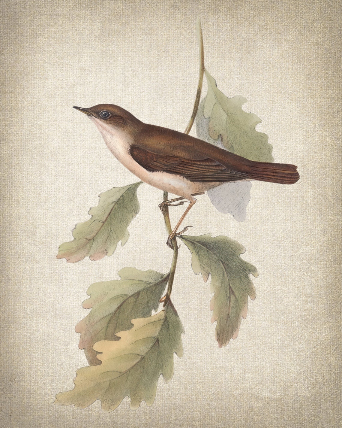 Nightingale Vintage Bird Illustration Antique Nature Art Print - Image 2