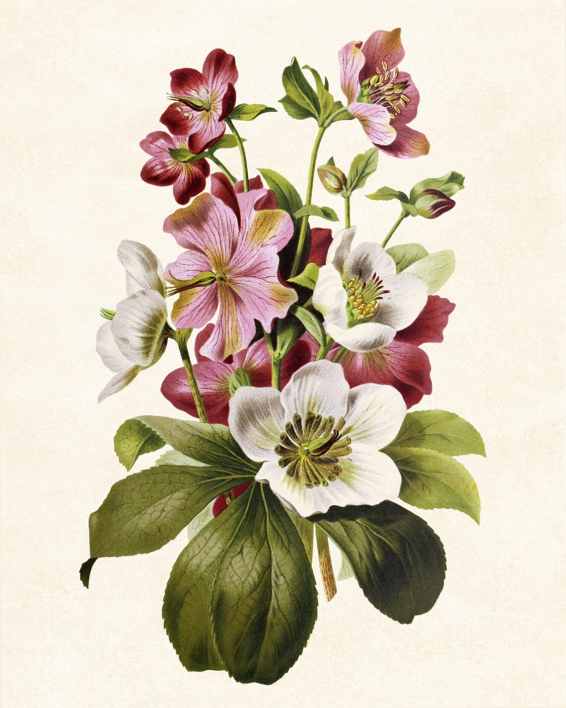Hellebore Flowers Vintage Botanical Art Print - Image 3