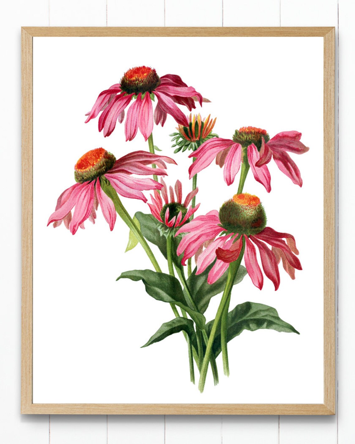 Pink Coneflower Vintage Flower Illustration Art Print - Image 4