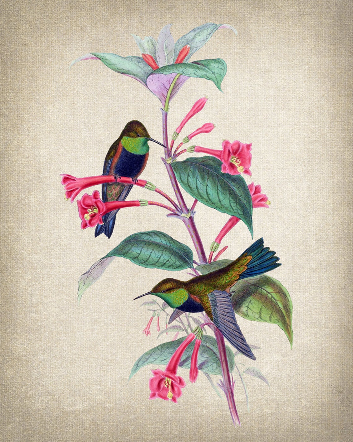 Hummingbird Pair on Red Trumpet Flowers Vintage Illustration Print - Image 2