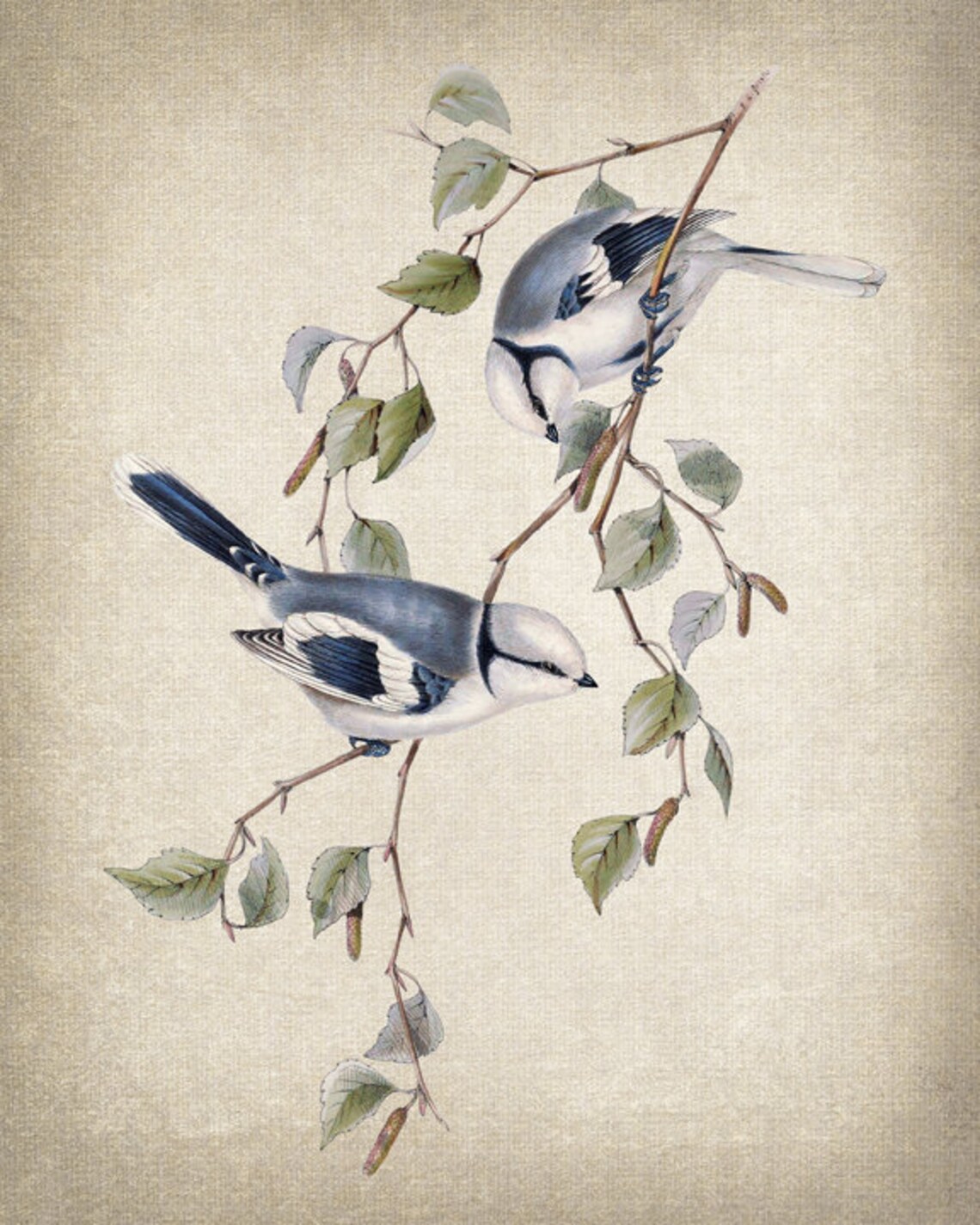 Azure Blue Tit Birds Vintage Illustration Art Print - Image 2