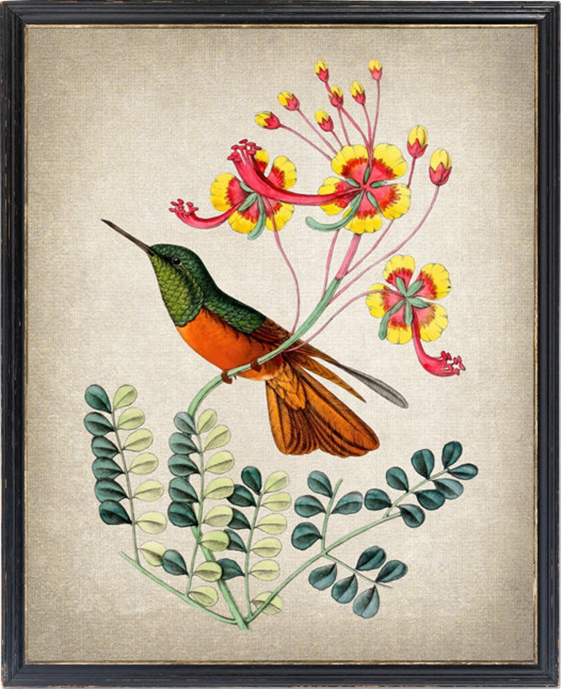Hummingbird and Exotic Flowers Vintage Botanical Illustration Poster