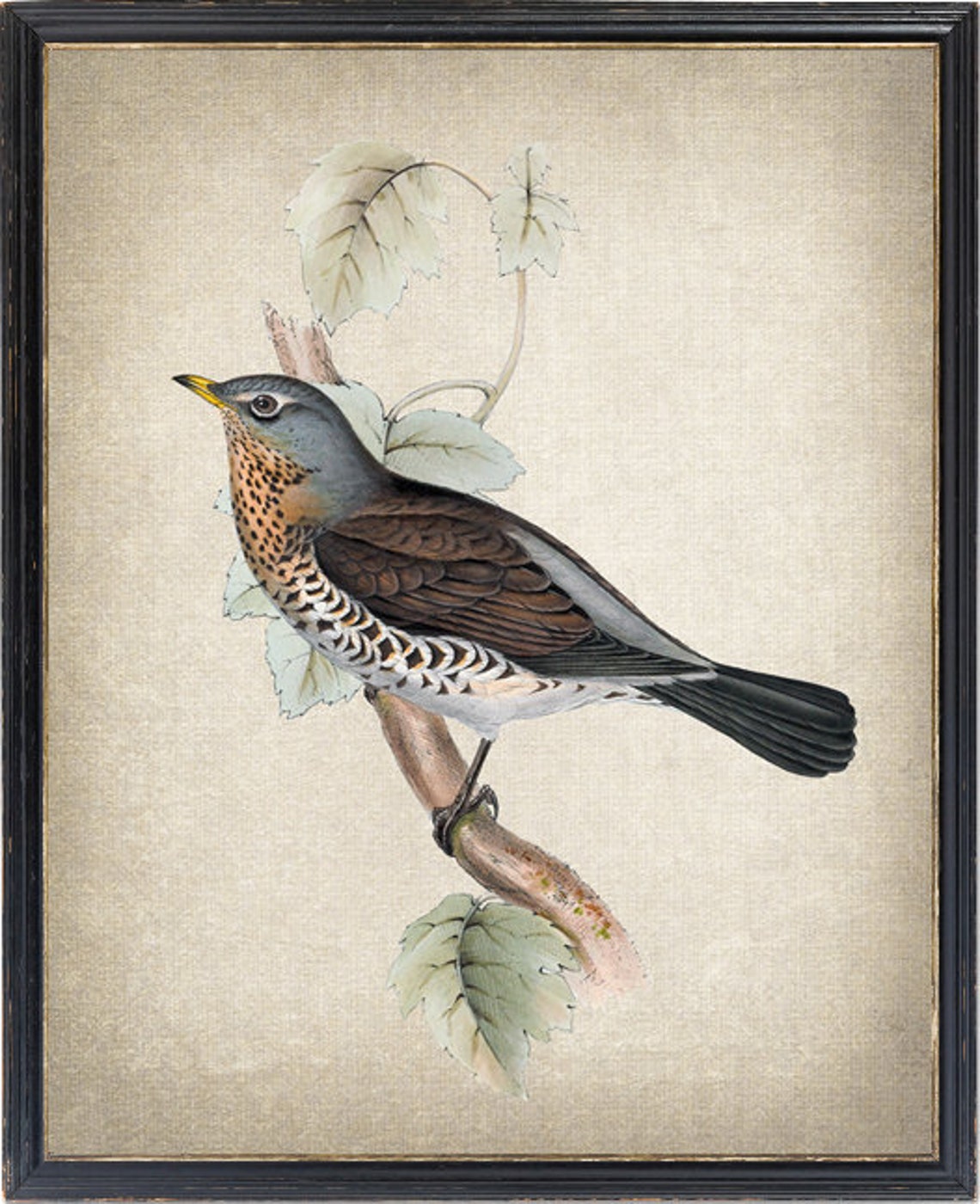 Vintage Fieldfare Thrush Illustration Antique Bird Naturalist Poster