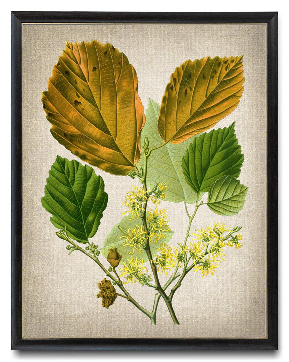 Witch Hazel Yellow Blossoms Autumn Vintage Botanical Art Print