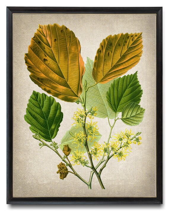 Print Up To 24x30 Inches Witch Hazel Hamamelis Virginiana Vintage Botanical Illustration Wall Art Print Instant