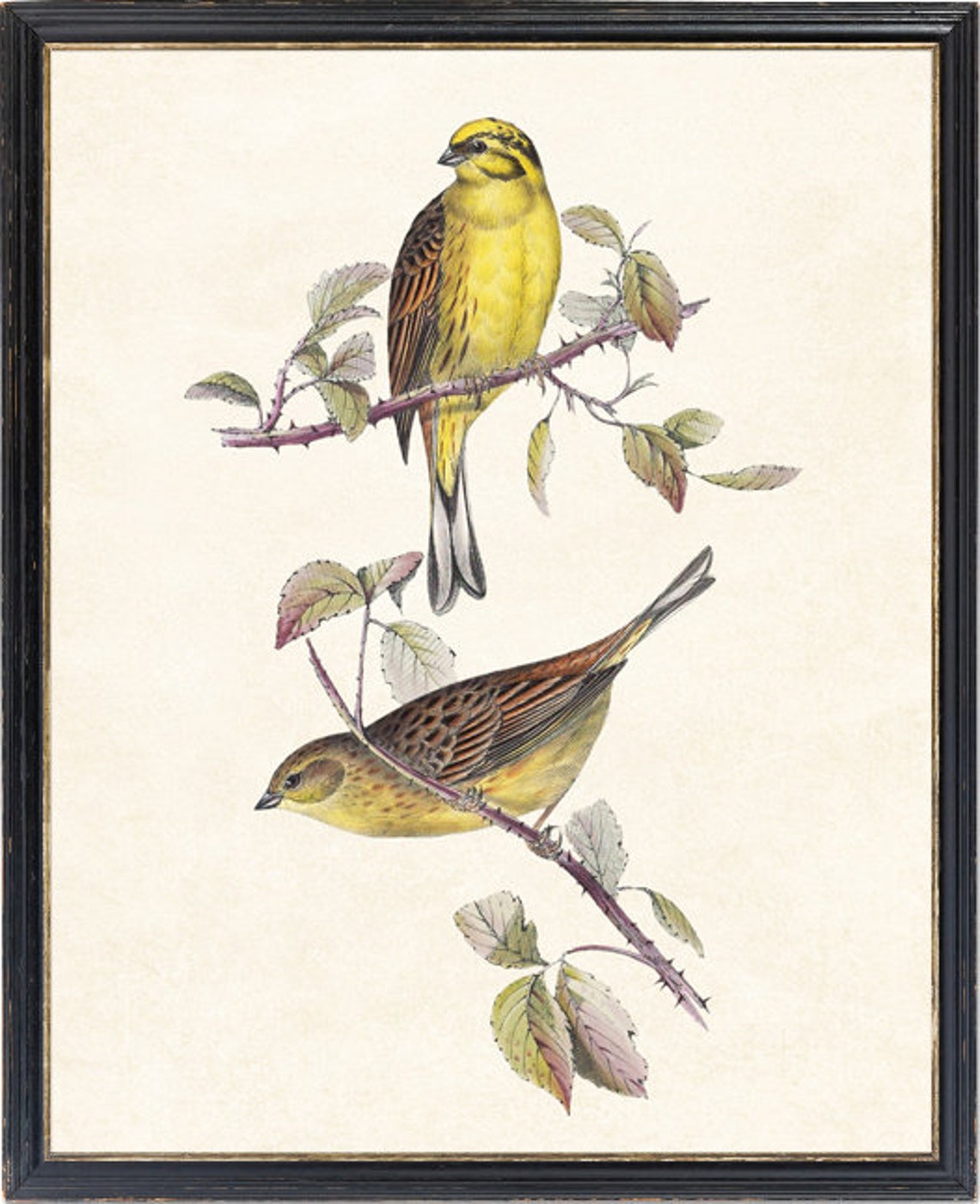 Pair of Yellowhammer Birds on Thorny Branch Vintage Ornithology Poster - Image 4