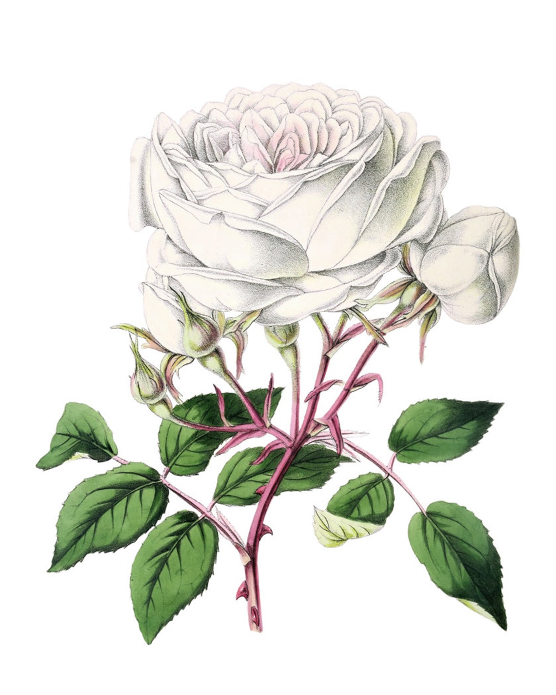 White Blush Rose Bloom with Buds Antique Botanical Study Poster - Image 2