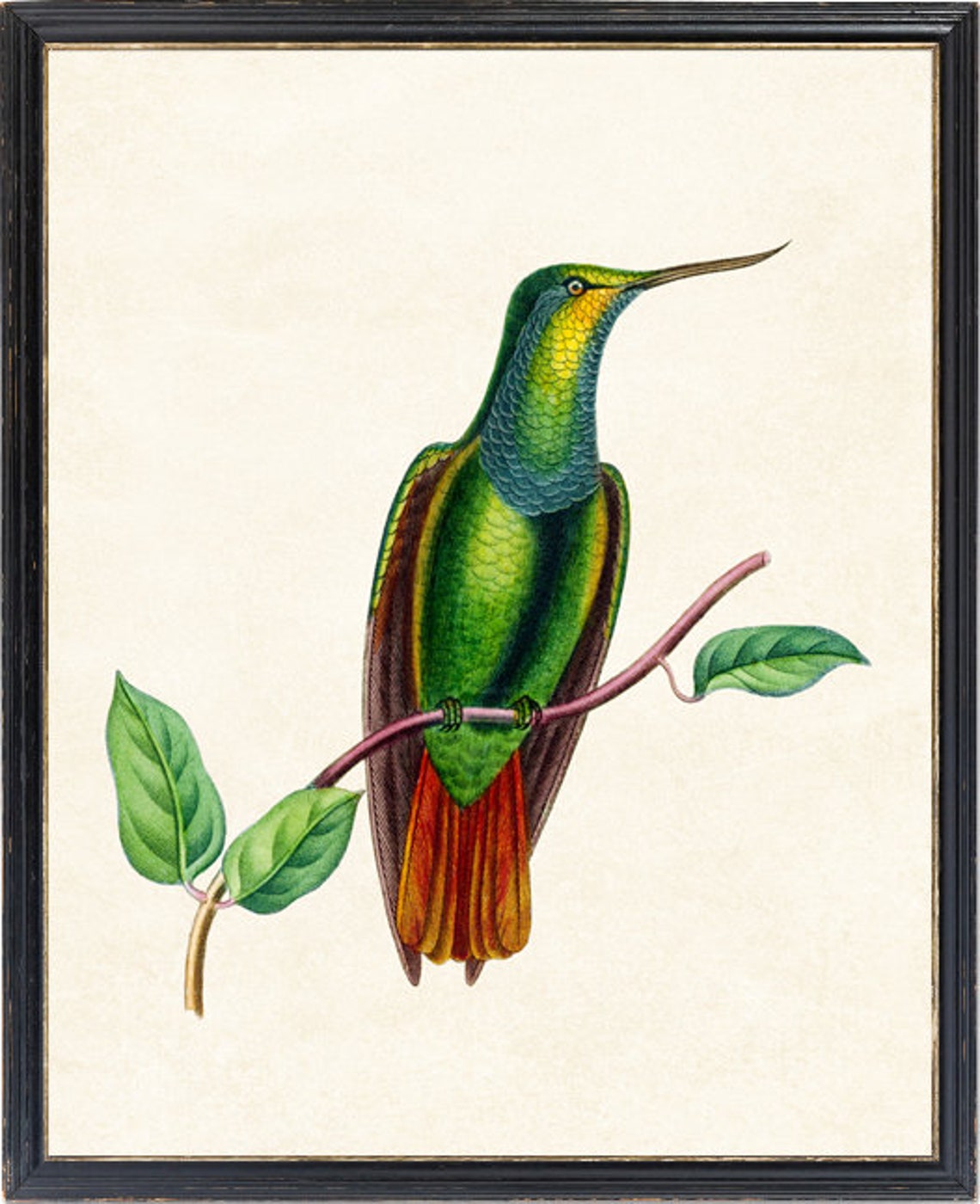 Green Curve Billed Hummingbird Vintage Natural History Bird Poster - Image 4