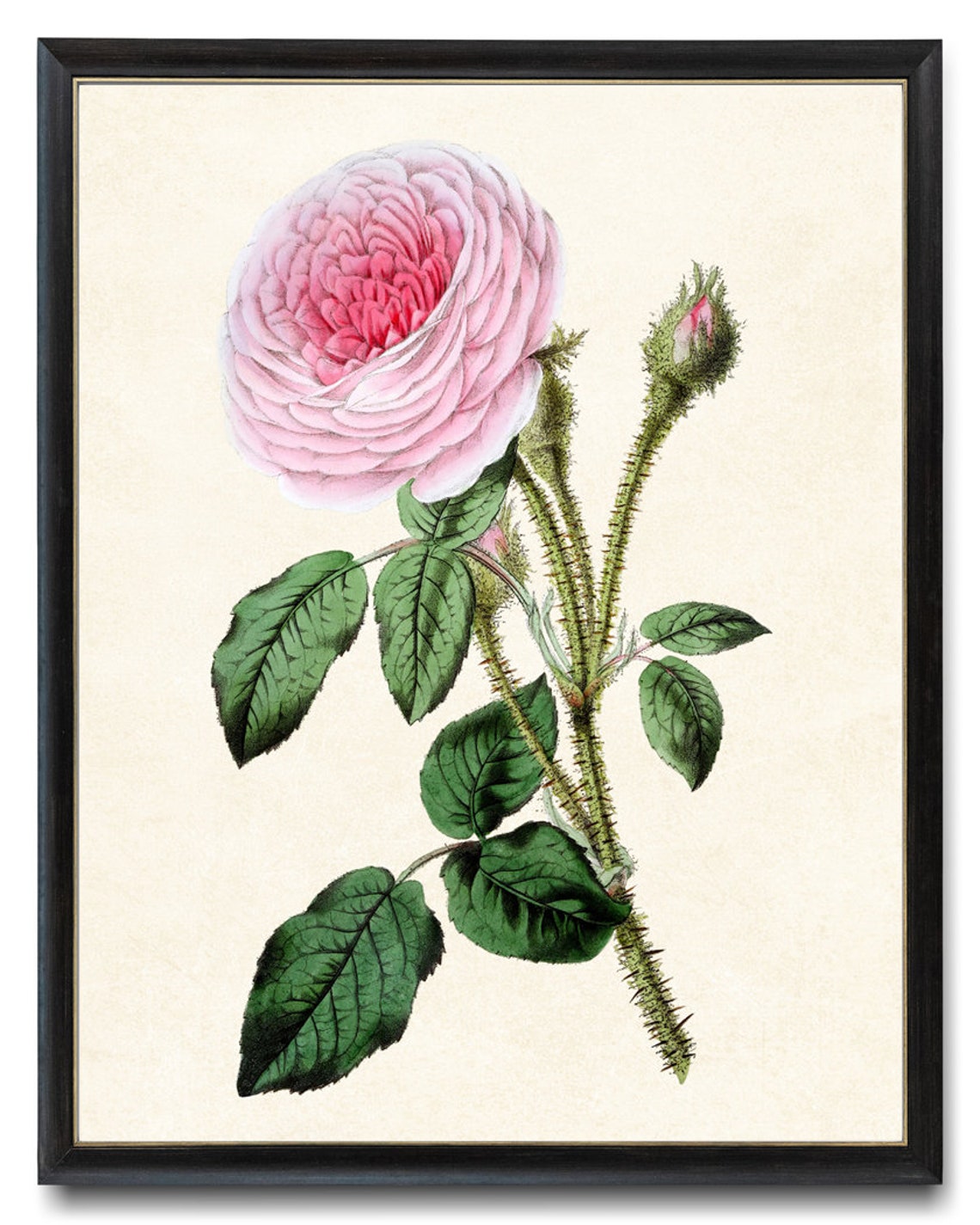 Vintage Pink Moss Rose Botanical Illustration Flower Art Poster