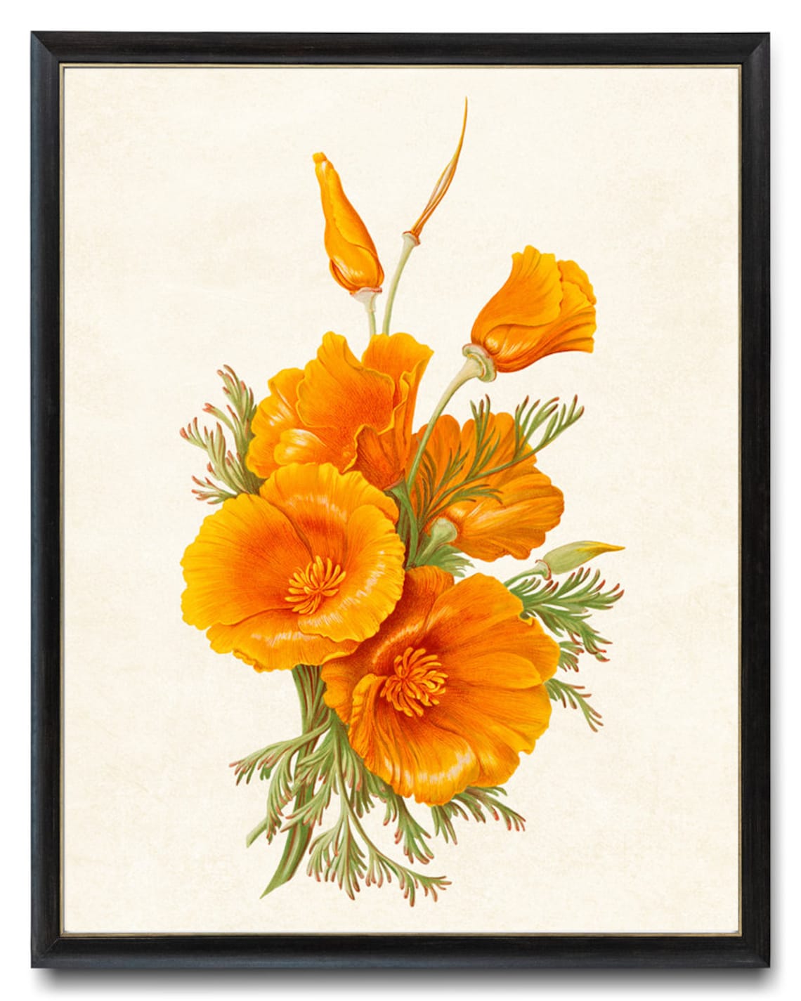 California Poppies Botanical Wall Art Print