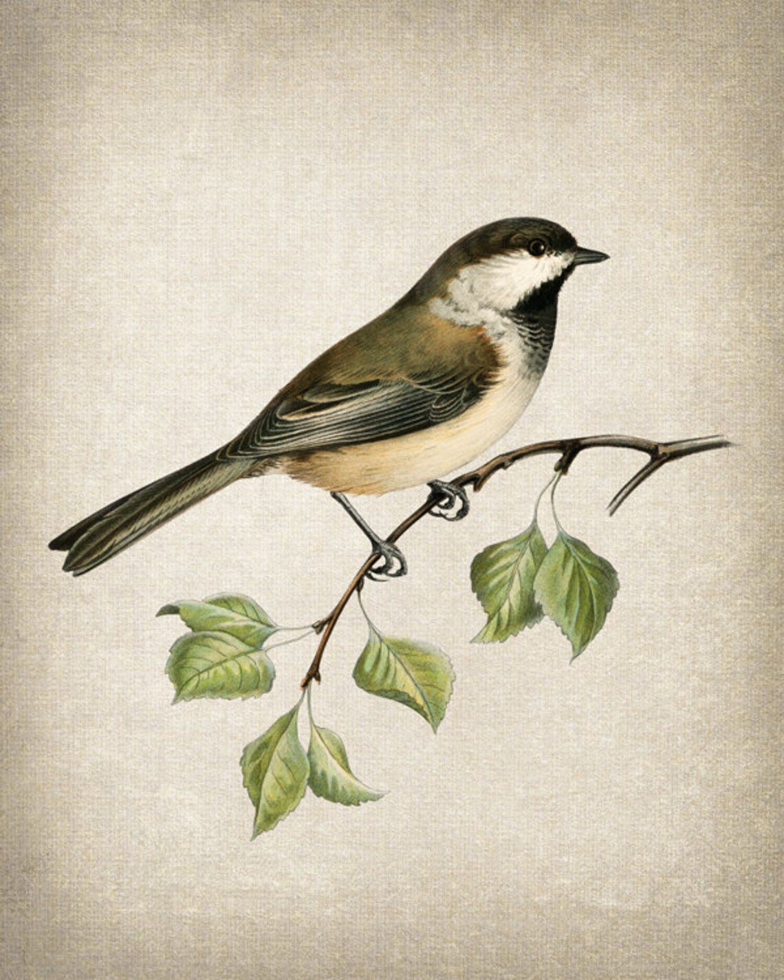 Grey Headed Chickadee Vintage Illustration Art Print - Image 2
