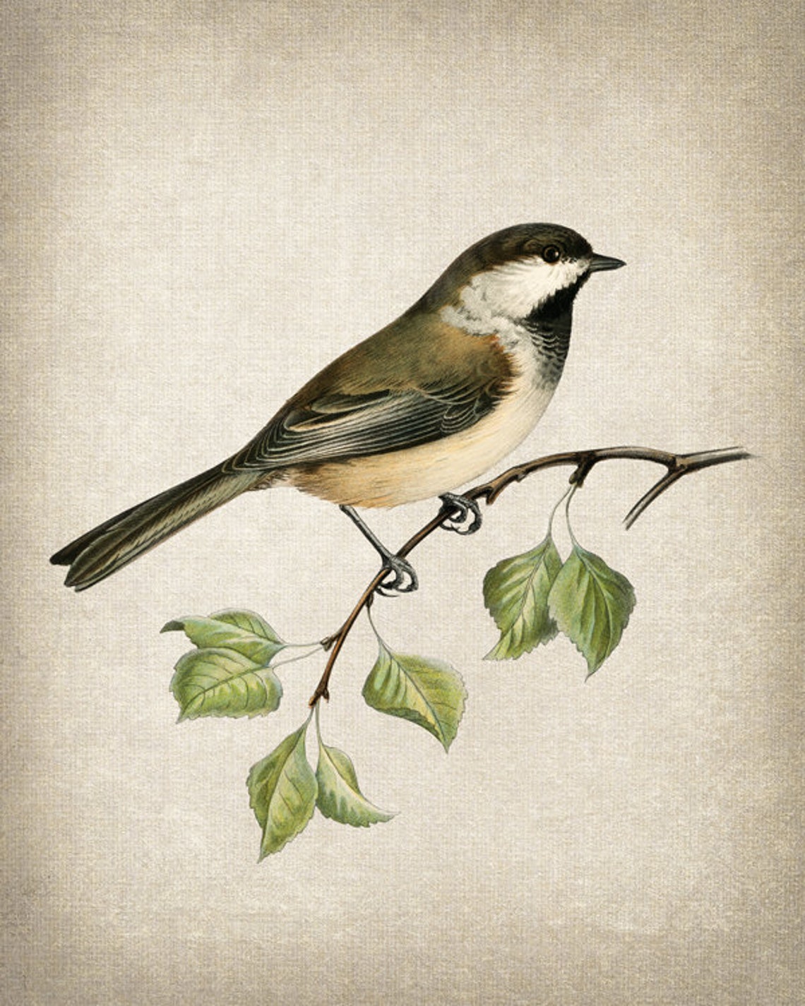 Vintage Chickadee Illustration Leafy Branch Antique Bird Art Poster - Image 2