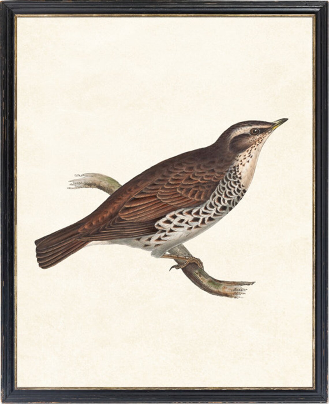 Vintage Naumann's Thrush Bird Art Print - Image 2