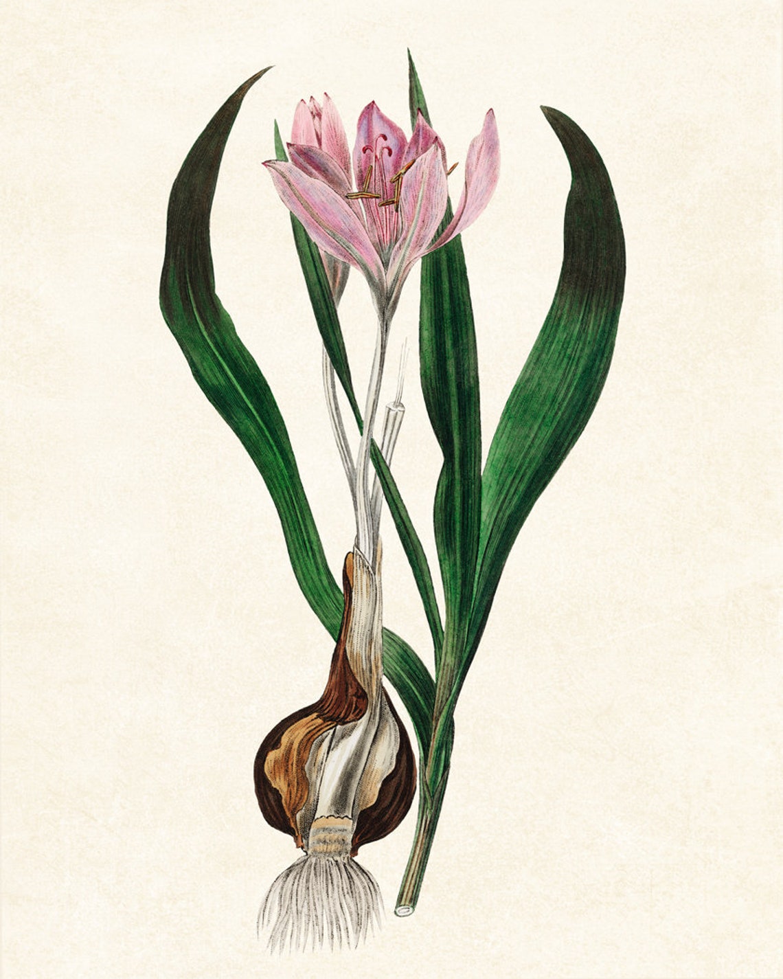Pink Autumn Crocus Botanical Art Print Vintage Flower Wall Decor - Image 2